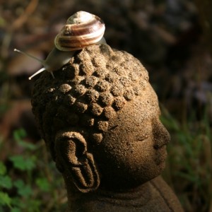 slow buddha slow buddha